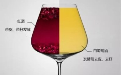 阿聰選酒告訴你是什么讓白、紅葡萄酒變得如此不同